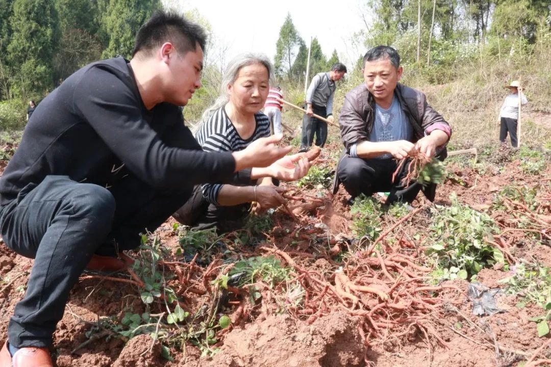 种植收益丹参技术规范_种植丹参的技术及效益_丹参种植技术及亩收益