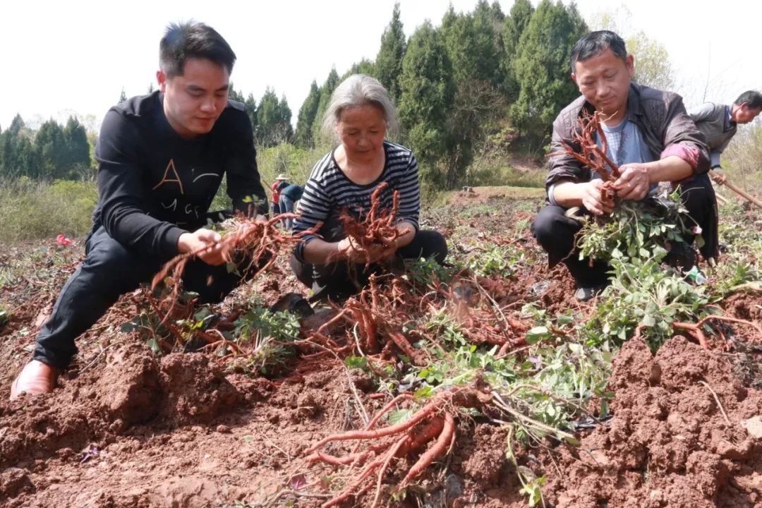 种植收益丹参技术规范_种植丹参的技术及效益_丹参种植技术及亩收益