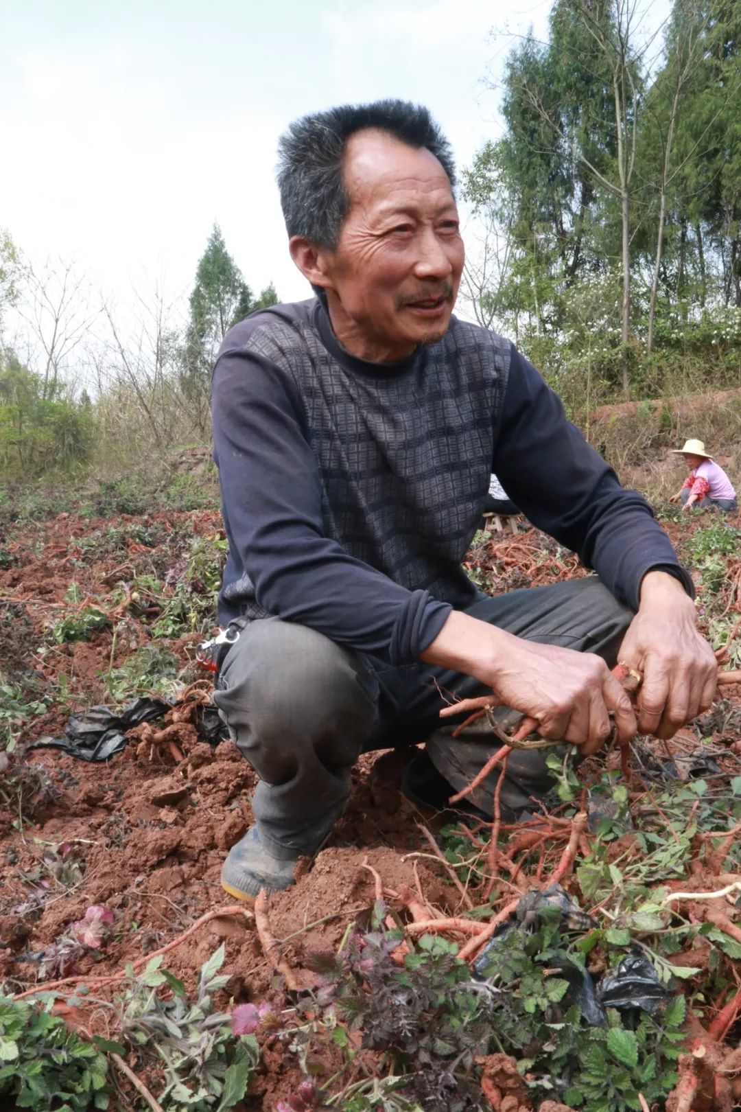 种植收益丹参技术规范_丹参种植技术及亩收益_种植丹参的技术及效益