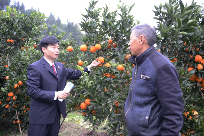 柚子种植基地_柚子园种植致富_致富柚子种植园地址