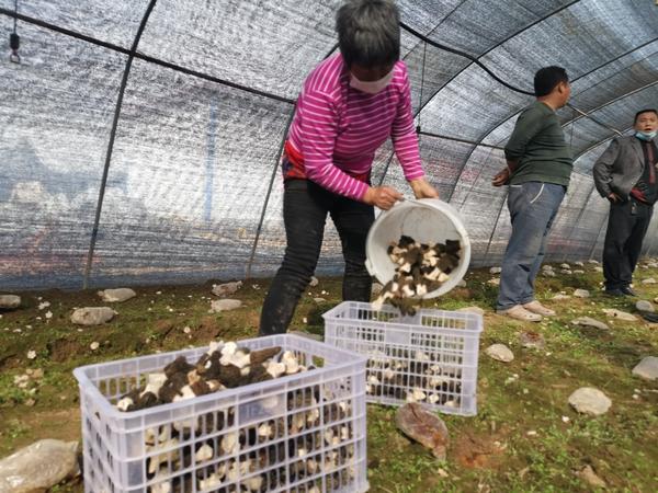 河南杞县：羊肚菌里的致富经