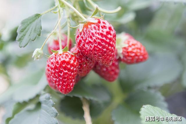 草莓种植技术｜草莓露地栽培定植的时间、密度及方法