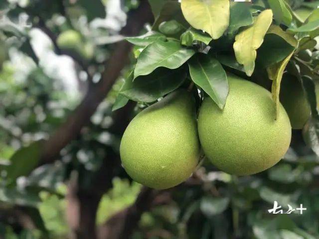 柚子种植基地_致富柚子种植园在哪里_柚子园种植致富