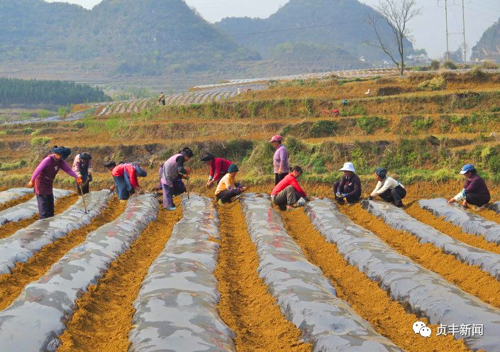 贞丰：调整产业结构 种植丹参拓宽群众收入