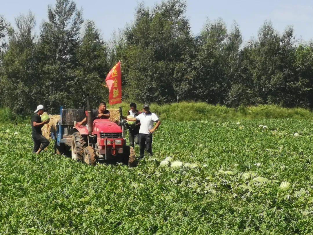 新民种植致富_致富种植视频全集_新致富项目种植