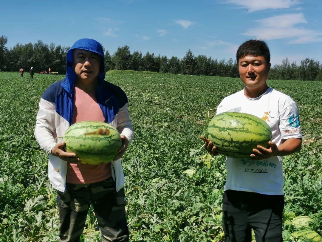 新致富项目种植_新民种植致富_致富种植视频全集