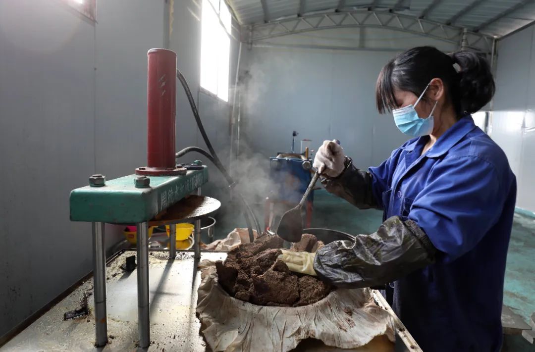 油茶种植 致富能人_致富能种植油茶人参吗_种植油茶赚钱吗