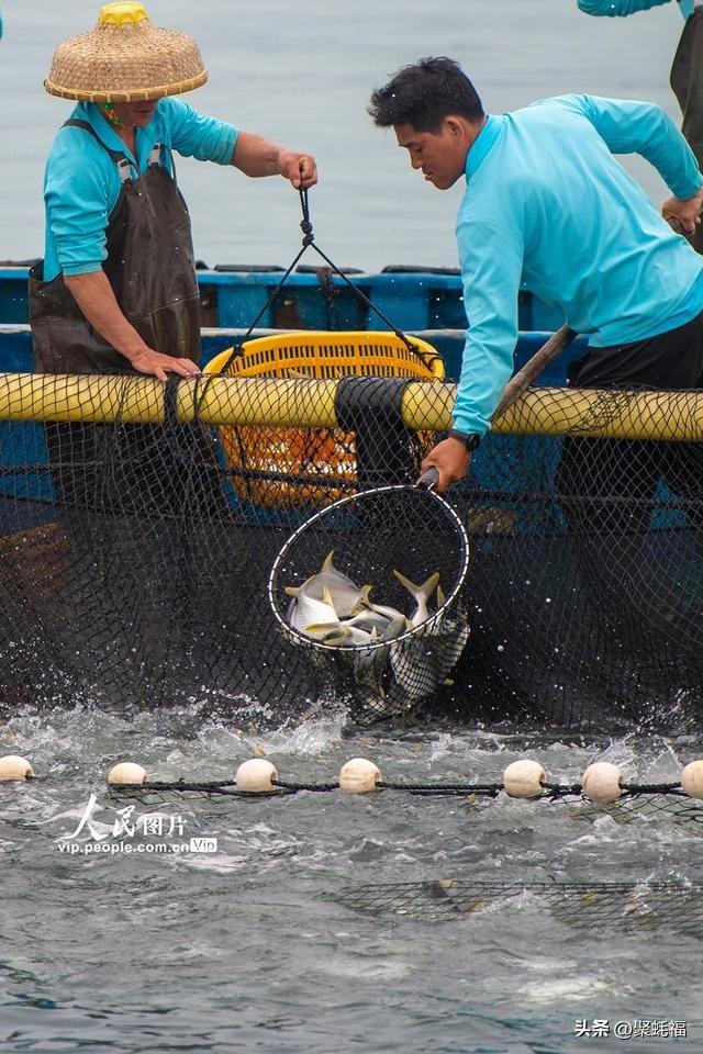 金鲳鱼成“致富鱼” 海洋牧场捕鱼忙