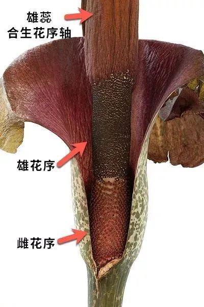 种植魔芋真的不赚钱吗_种植魔芋新技术_魔芋种植要学技术吗