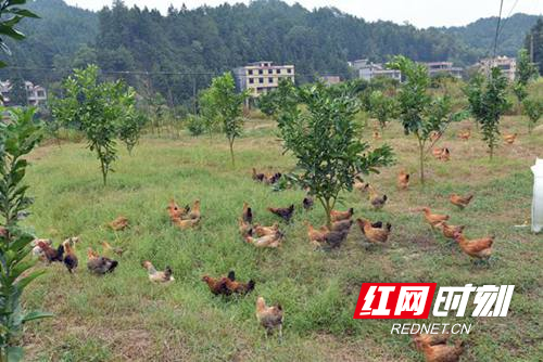 隆回县石山湾村：贫困户当上了农场主