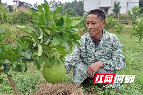 柚子种植基地_柚子园种植致富_柚子苗基地