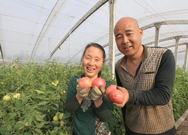 农村大嫂种番茄有绝招，一个夏天净赚五万多