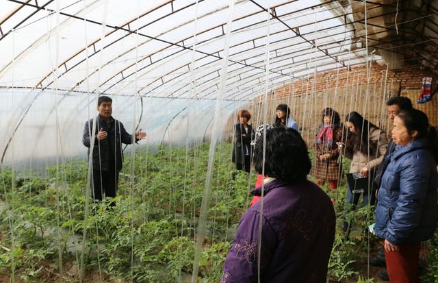 农村大嫂种番茄有绝招，一个夏天净赚五万多