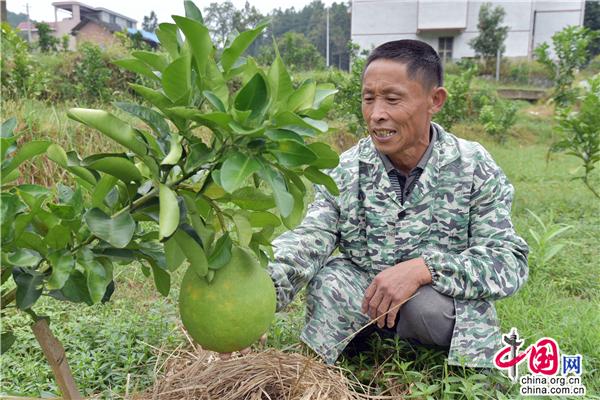 柚子园种植致富_柚子种植基地_致富柚子种植园图片