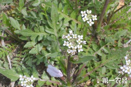 大叶荠菜种植技术_种植大叶荠菜技术要点_种植大叶荠菜技术视频