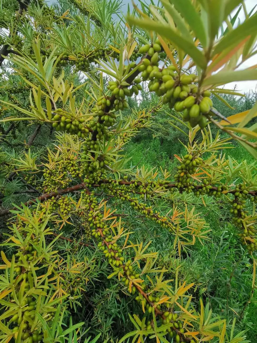 致富种植沙棘项目怎么样_沙棘种植致富项目_致富种植沙棘项目介绍