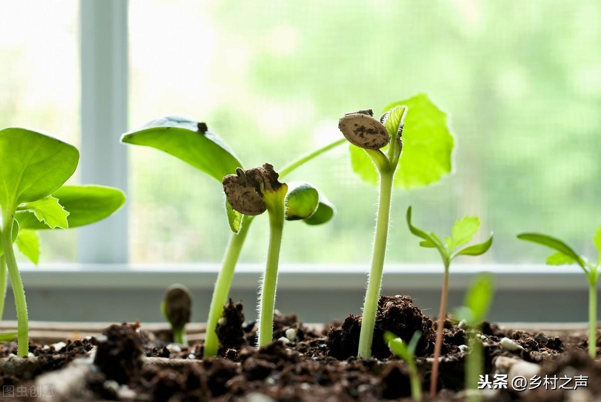 南瓜大棚种植技术冷棚温度多少_冷棚大棚南瓜种植技术_南瓜大棚种植技术冷棚养殖