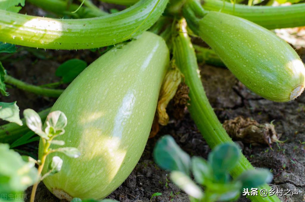 南瓜大棚种植技术冷棚温度多少_南瓜大棚种植技术冷棚养殖_冷棚大棚南瓜种植技术