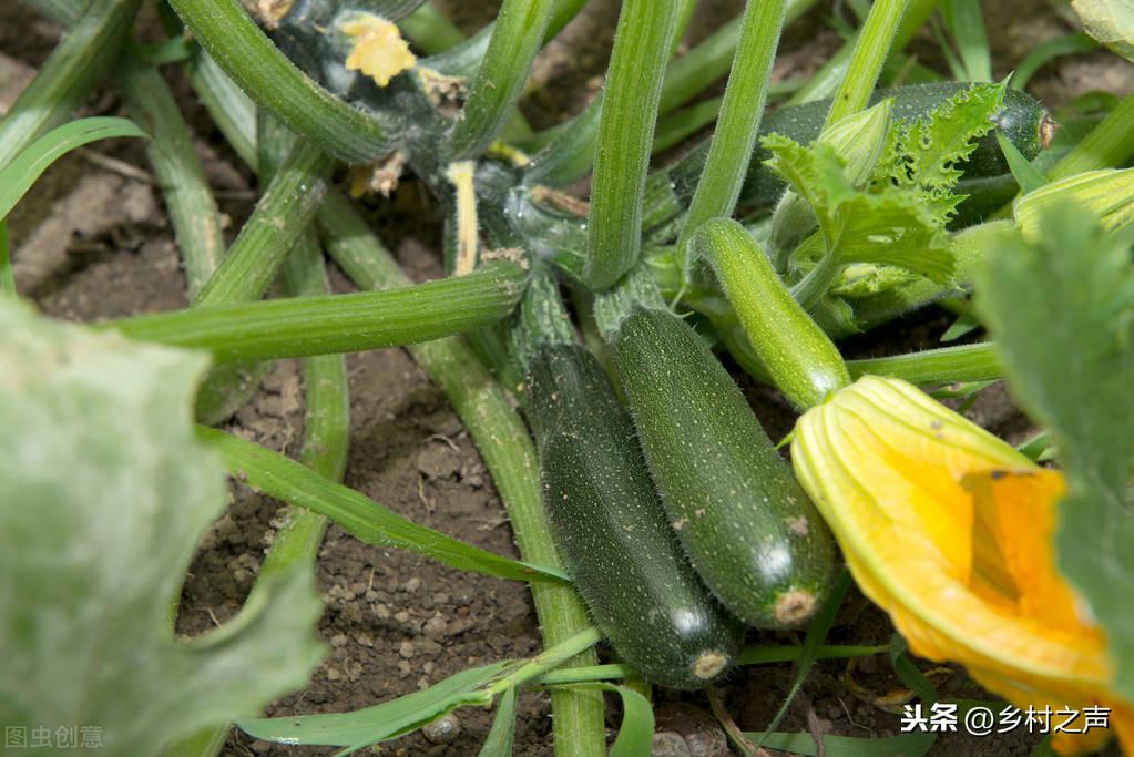 南瓜大棚种植技术冷棚养殖_冷棚大棚南瓜种植技术_南瓜大棚种植技术冷棚温度多少