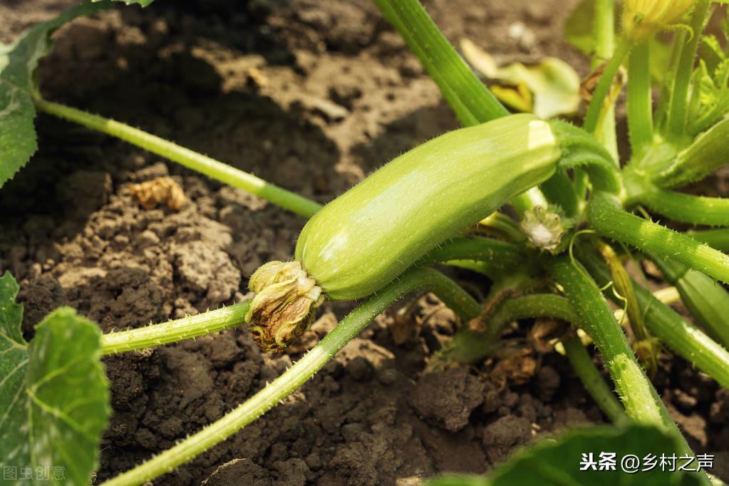 南瓜大棚种植技术冷棚养殖_南瓜大棚种植技术冷棚温度多少_冷棚大棚南瓜种植技术