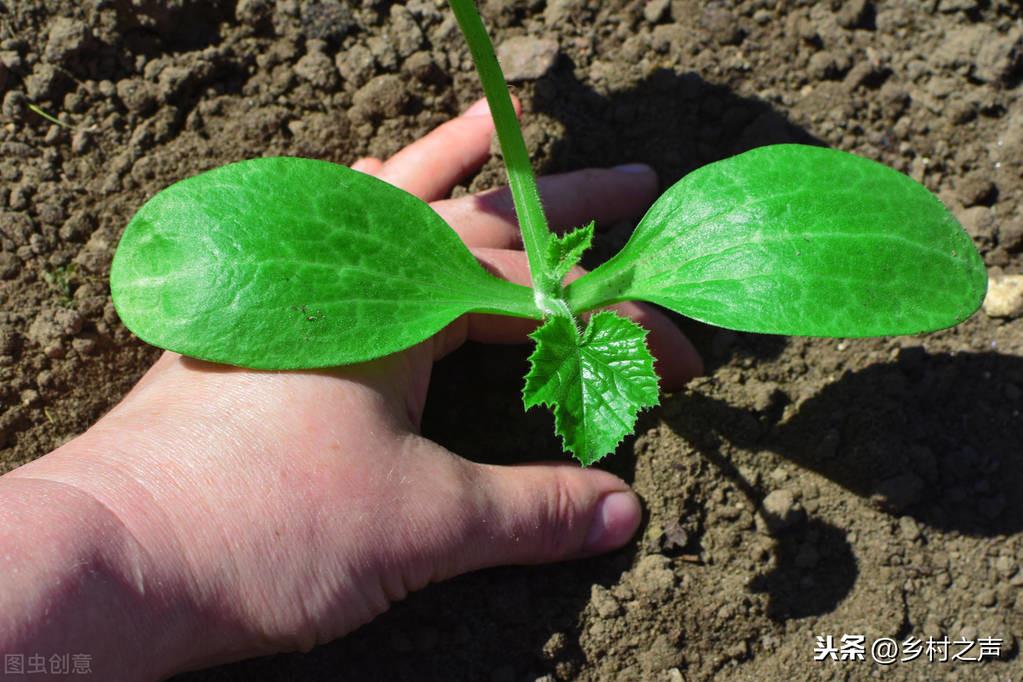 南瓜大棚种植技术冷棚温度多少_南瓜大棚种植技术冷棚养殖_冷棚大棚南瓜种植技术