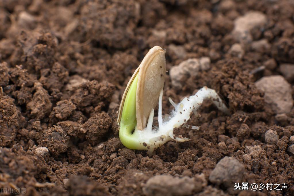 南瓜大棚种植技术冷棚养殖_南瓜大棚种植技术冷棚温度多少_冷棚大棚南瓜种植技术