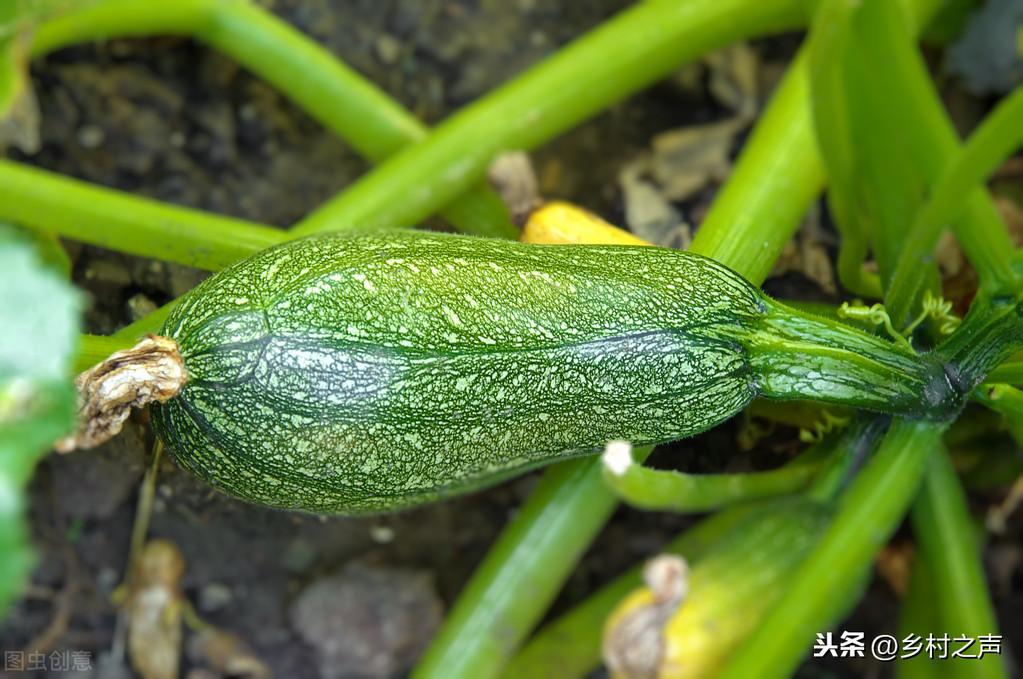 冷棚大棚南瓜种植技术_南瓜大棚种植技术冷棚养殖_南瓜大棚种植技术冷棚温度多少