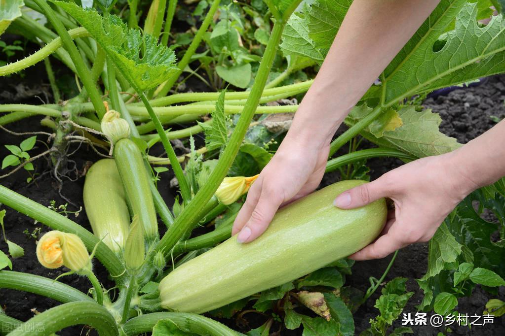 南瓜大棚种植技术冷棚温度多少_南瓜大棚种植技术冷棚养殖_冷棚大棚南瓜种植技术