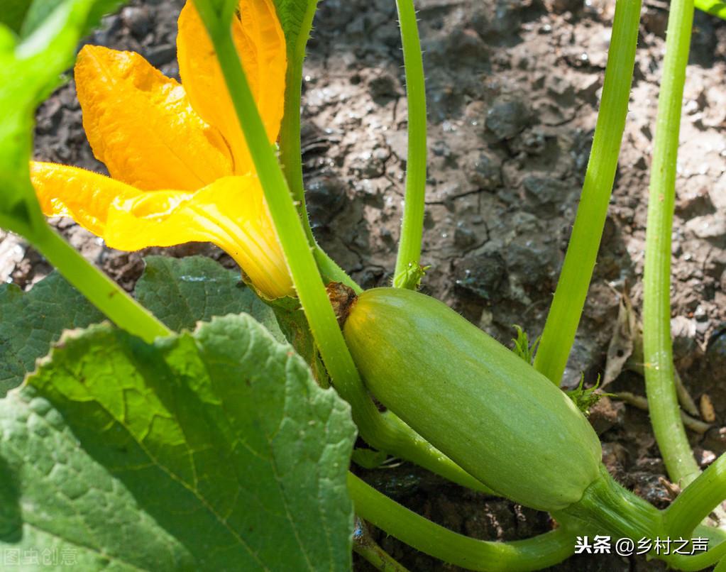 南瓜大棚种植技术冷棚温度多少_冷棚大棚南瓜种植技术_南瓜大棚种植技术冷棚养殖