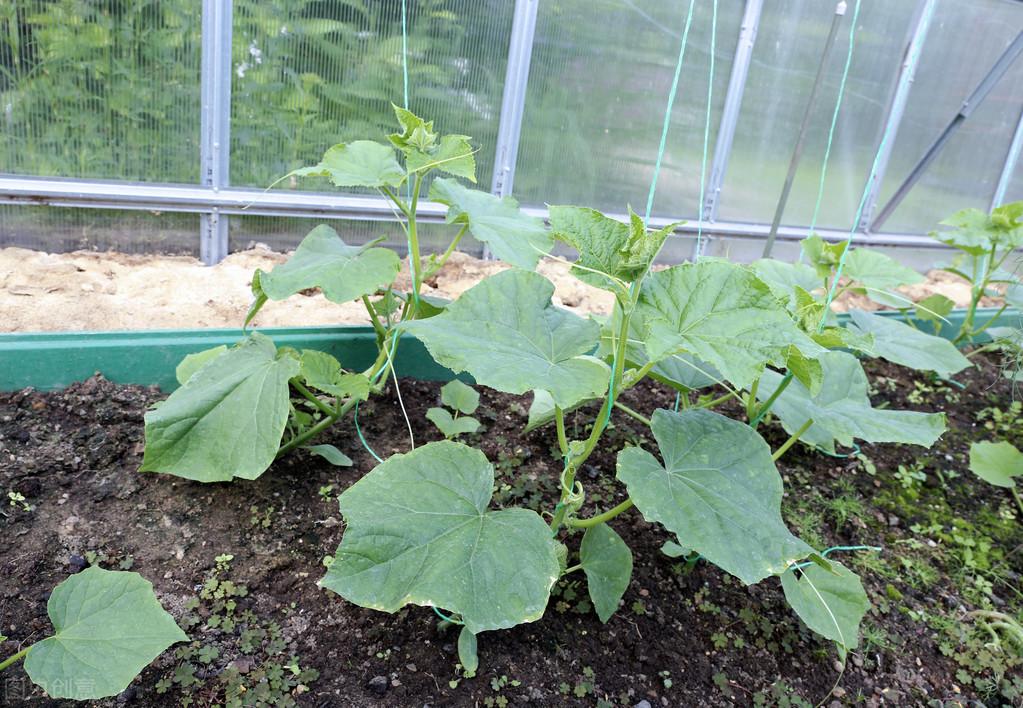 冷棚大棚南瓜种植技术_大棚南瓜种植技术视频_大棚南瓜种植技术与管理行距