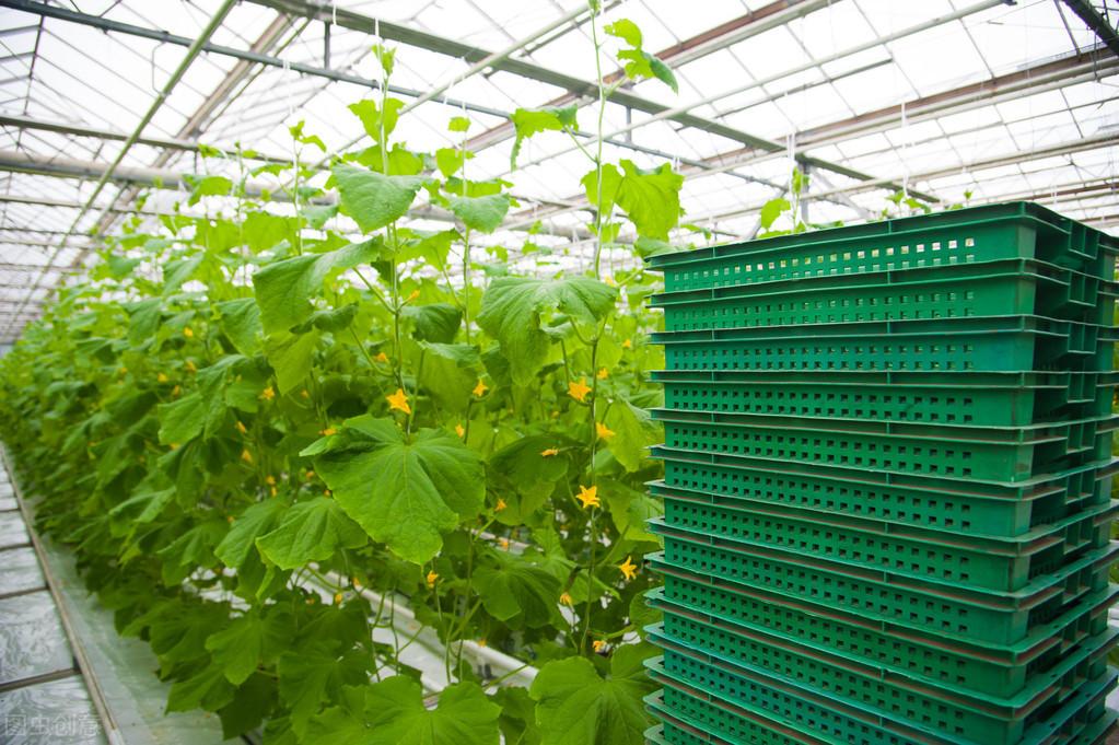 大棚南瓜种植技术与管理行距_冷棚大棚南瓜种植技术_大棚南瓜种植技术视频