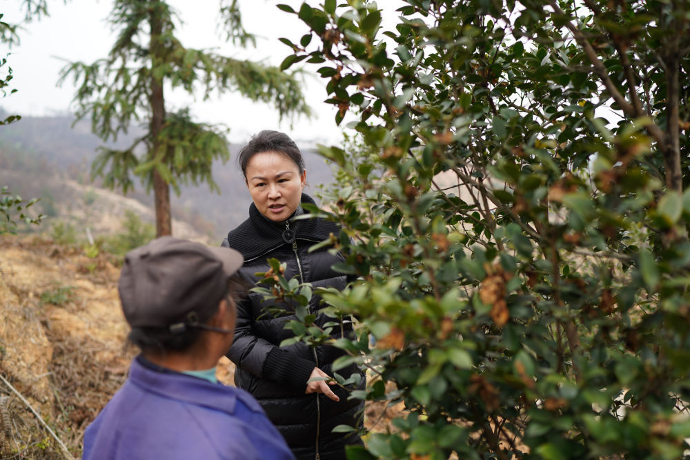 油茶种植 致富能人_致富能种植油茶人参果吗_致富能种植油茶人参吗