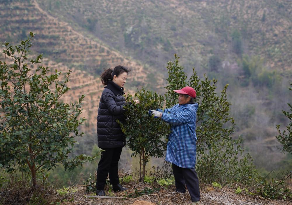 致富能种植油茶人参果吗_油茶种植 致富能人_致富能种植油茶人参吗