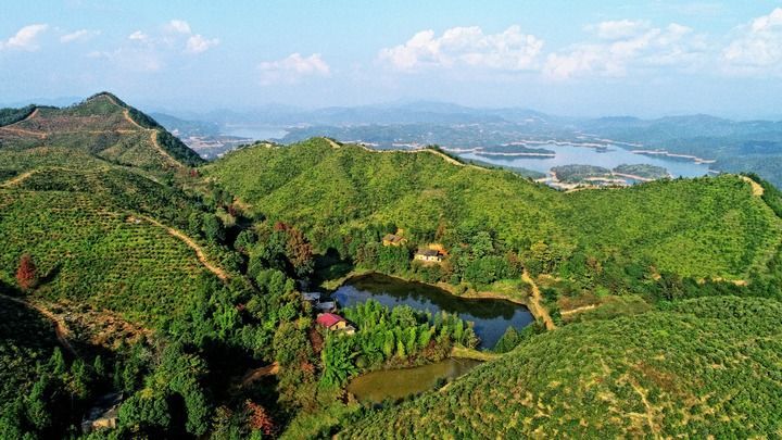 致富能种植油茶人参吗_油茶种植 致富能人_致富能种植油茶人参果吗