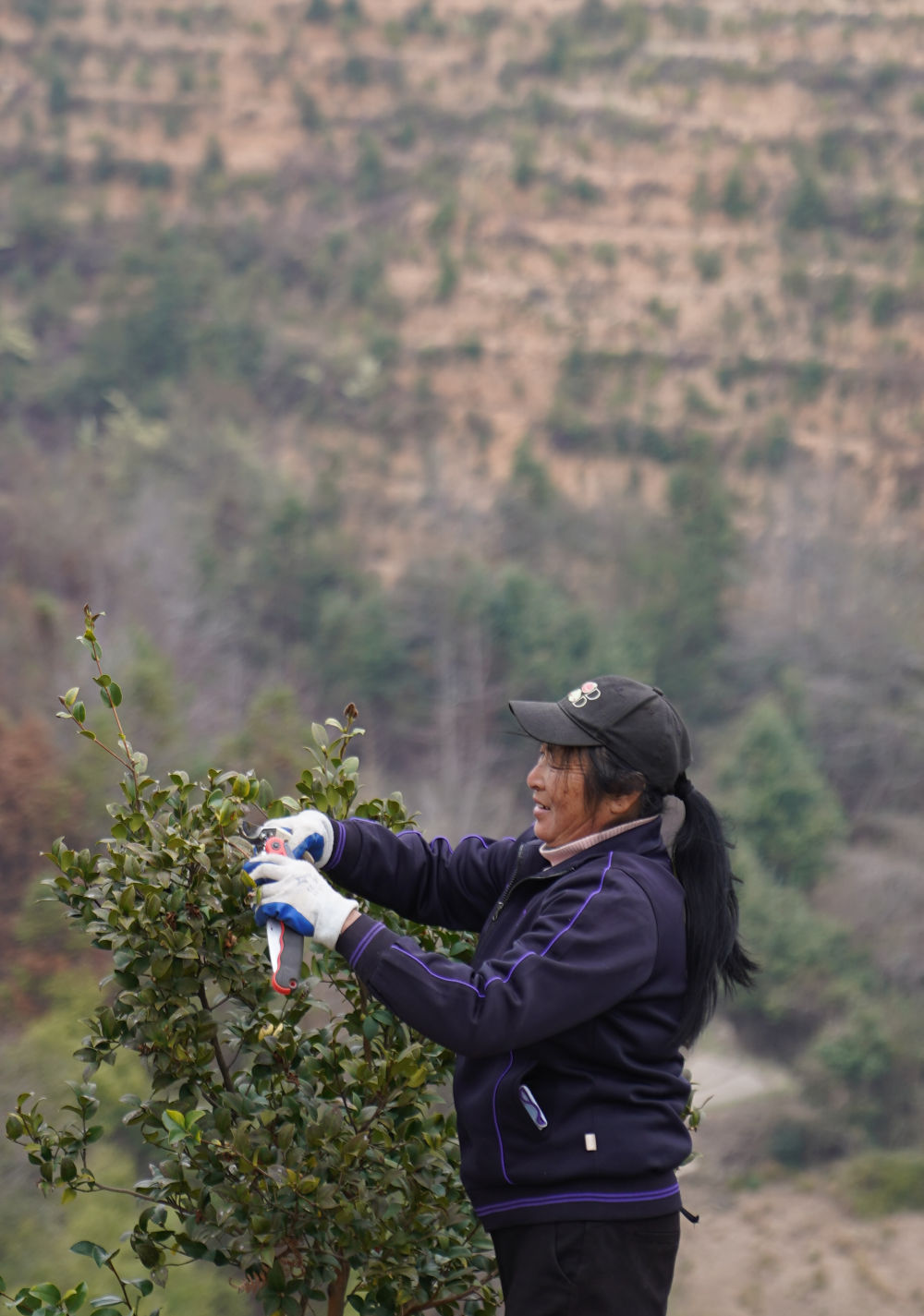 致富能种植油茶人参果吗_油茶种植 致富能人_致富能种植油茶人参吗