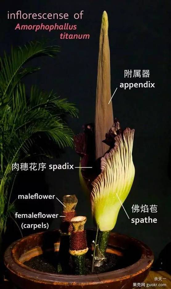 种植魔芋新技术_种魔芋需要什么技术_魔芋种植要学技术吗