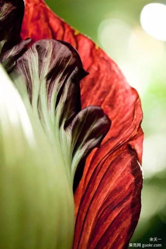 魔芋种植要学技术吗_种植魔芋新技术_种魔芋需要什么技术