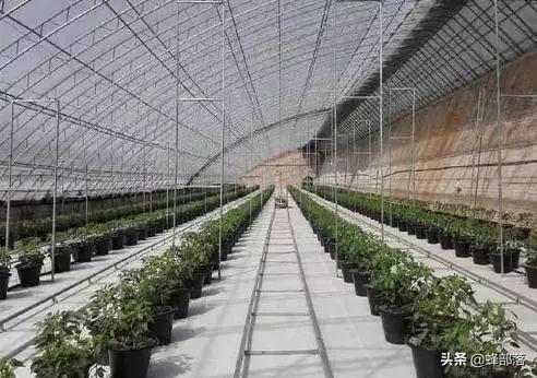 南瓜大棚种植视频_南瓜大棚种植技术冷棚温度多少_冷棚大棚南瓜种植技术