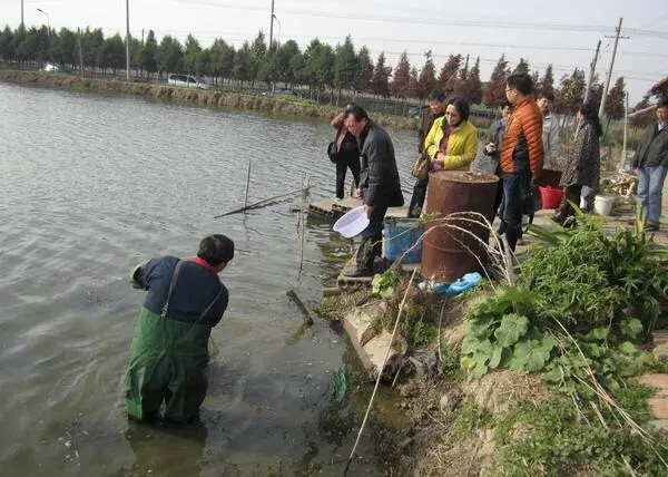 上海养虾场_上海淡水虾养殖基地地址_上海虾养殖技术