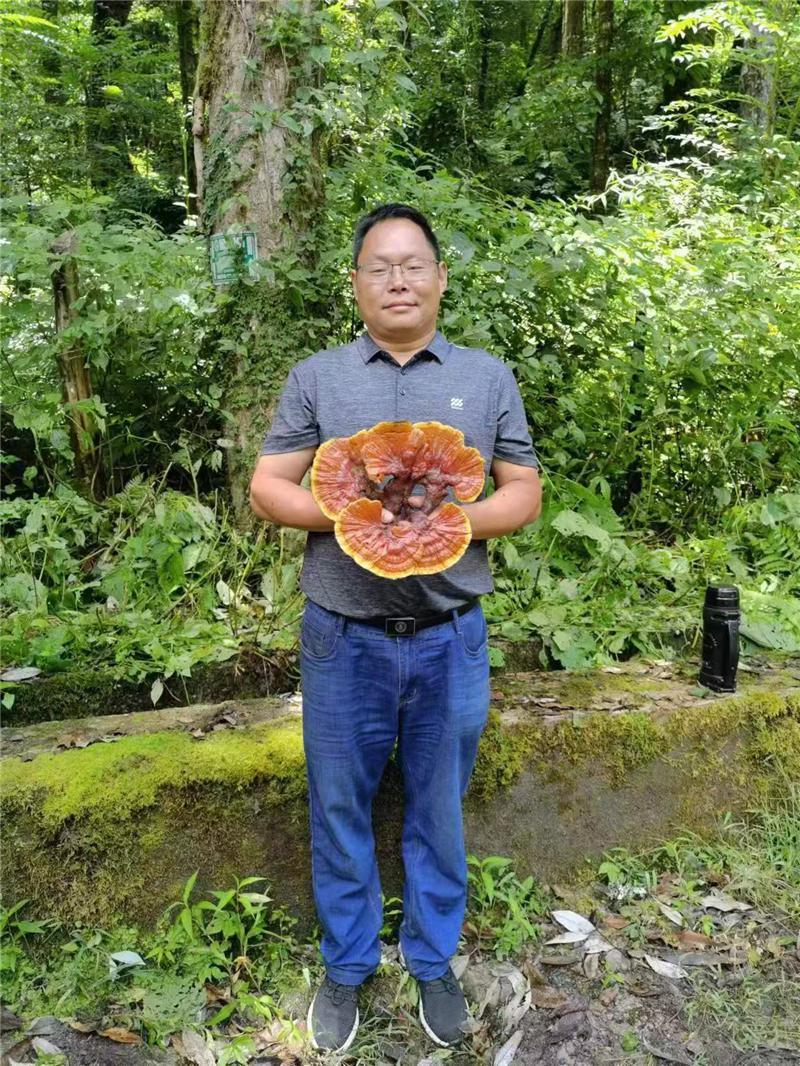 致富灵芝种植项目怎么样_灵芝种植致富项目_种植灵芝赚钱吗