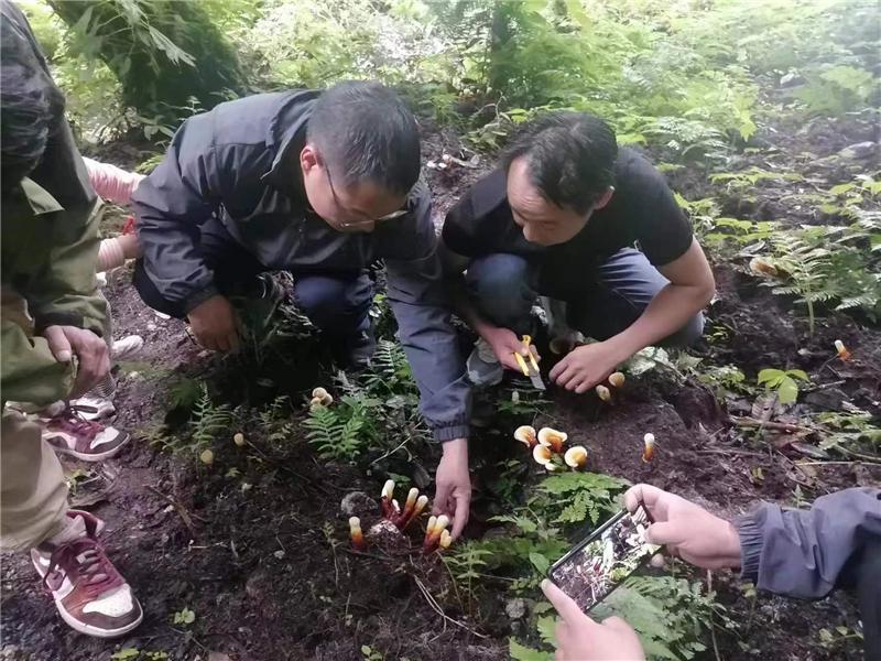 种植灵芝赚钱吗_致富灵芝种植项目怎么样_灵芝种植致富项目