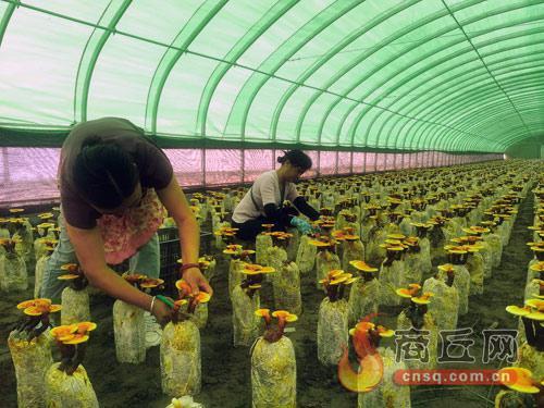 致富灵芝种植项目怎么样_致富经灵芝种植_灵芝种植致富项目