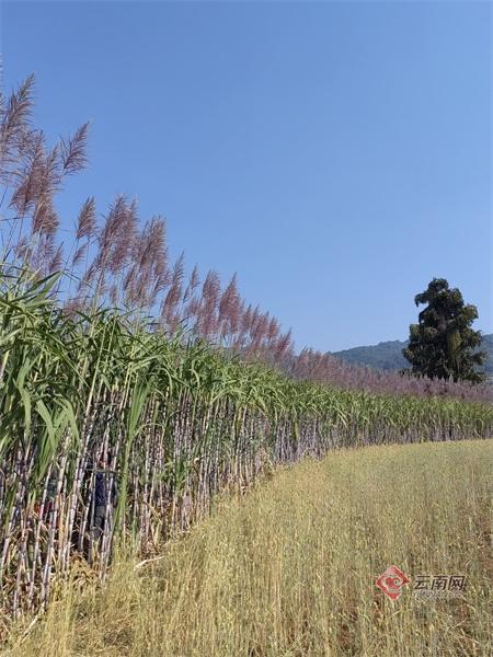 普洱澜沧县甘蔗亩产达10.36吨 “甜蜜”产业有盼头