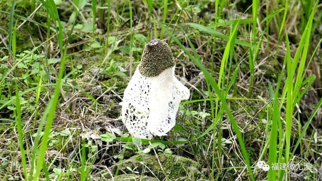 致富种植尤溪项目有哪些_尤溪种植致富项目_尤溪农产品