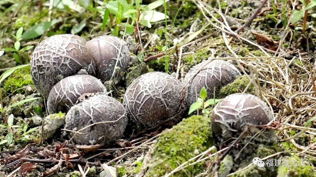 尤溪农产品_致富种植尤溪项目有哪些_尤溪种植致富项目