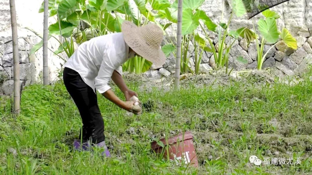 致富种植尤溪项目有哪些_尤溪农产品_尤溪种植致富项目