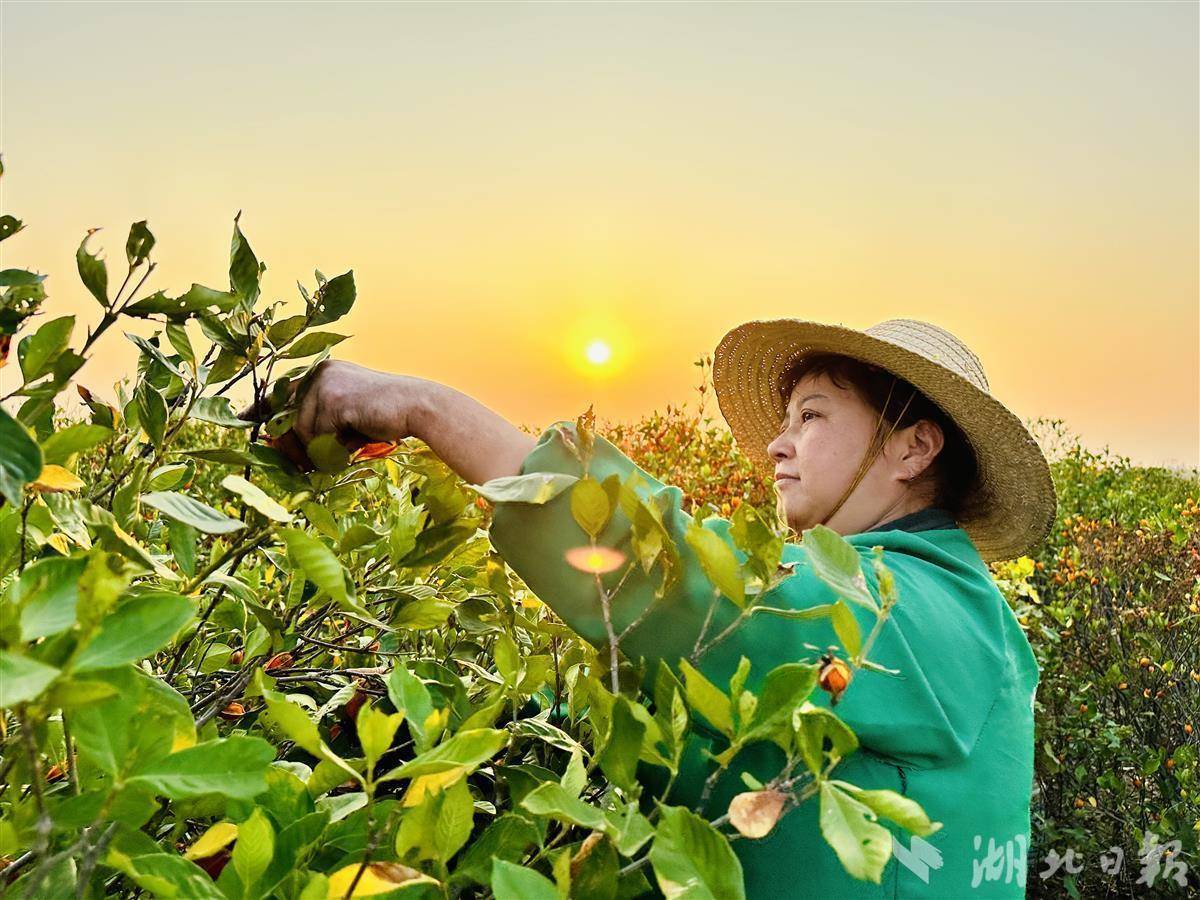 黄栀子成熟开采 成为群众“致富果”