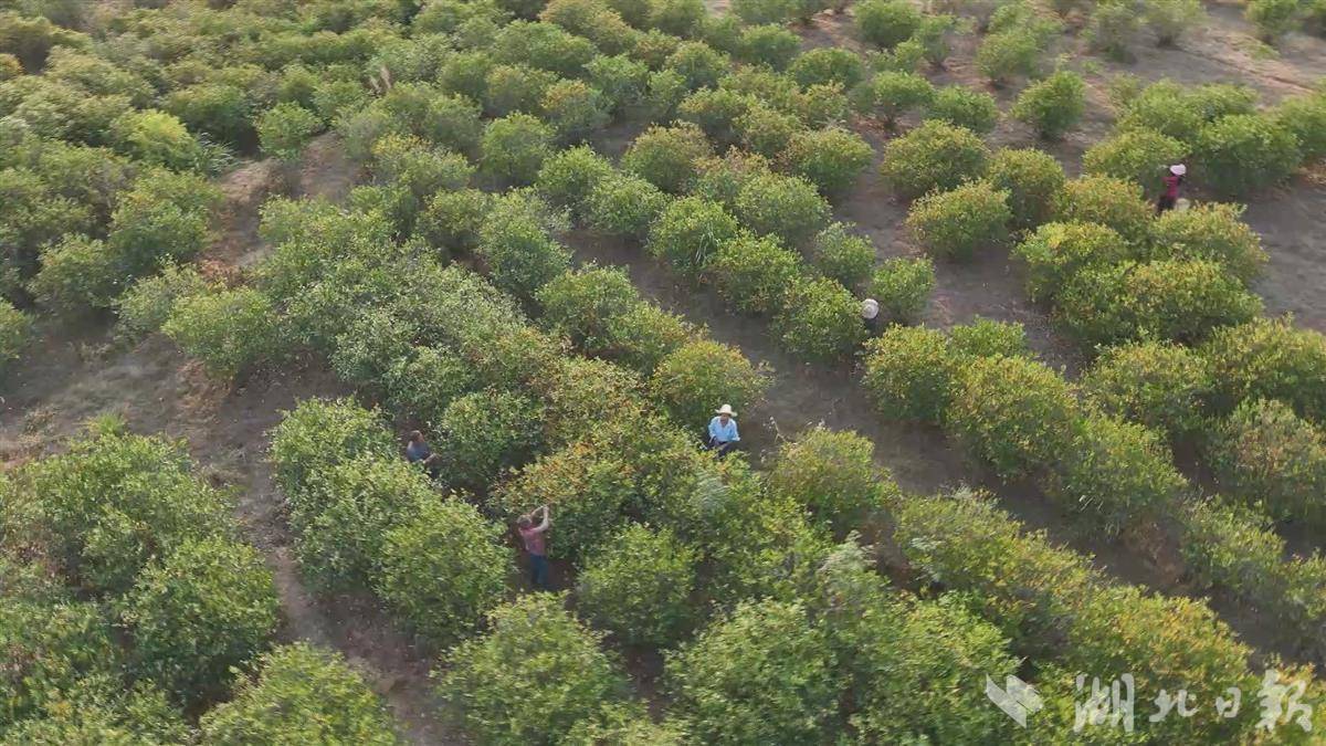 清凉种植致富果_清凉的果子叫什么_清凉致富种植果园在哪里