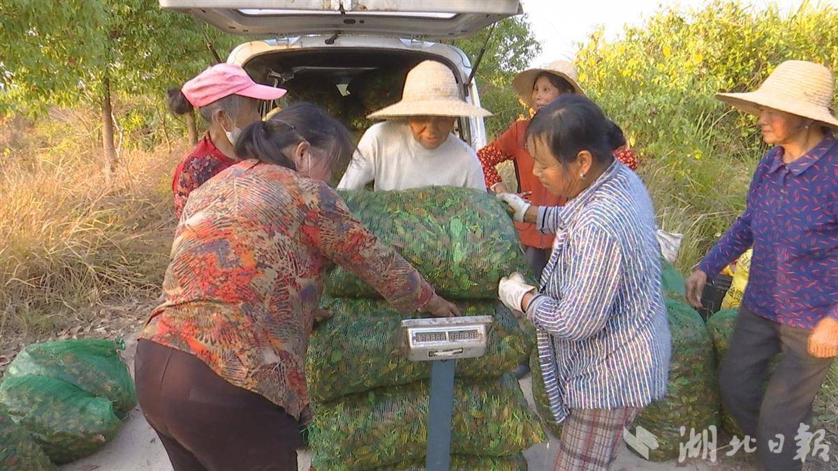 清凉的果子叫什么_清凉致富种植果园在哪里_清凉种植致富果