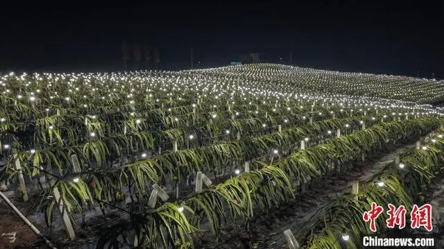 清凉种植致富果_清凉致富种植果园地址_清凉的果子叫什么